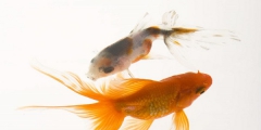 動(dòng)物出售也要注冊商標(biāo)？動(dòng)物屬于哪類商標(biāo)