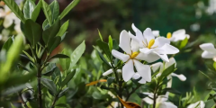 “朐陽梔子花”獲批國家級商標！