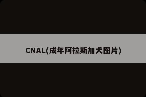CNAL(成年阿拉斯加犬圖片)
